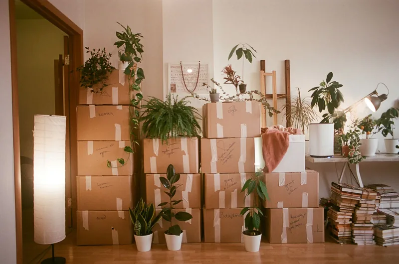 段ボール箱が積まれた、植物のある部屋の写真